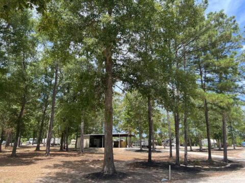 East To West RV Park RV park in Willis, TX (photo 3)